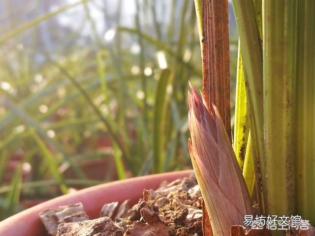 蝴蝶兰有了花苞后是否可以喷磷酸二氢钾?