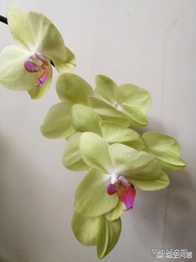 蝴蝶兰有了花苞后是否可以喷磷酸二氢钾?