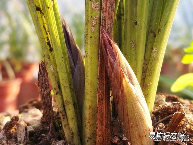 蝴蝶兰有了花苞后是否可以喷磷酸二氢钾?