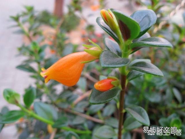 金鱼吊兰该怎么养?