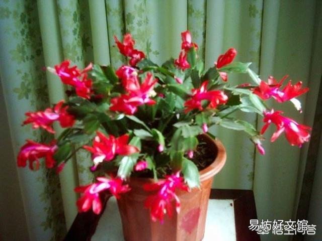 养的蟹爪兰叶片为什么发软呢？