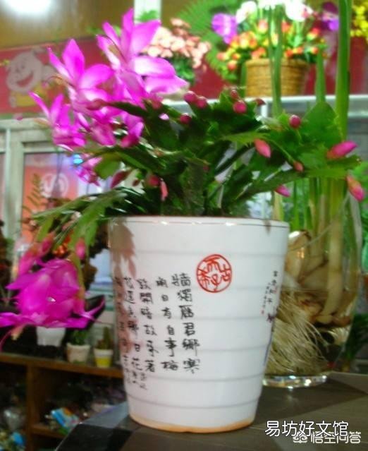 养的蟹爪兰叶片为什么发软呢？