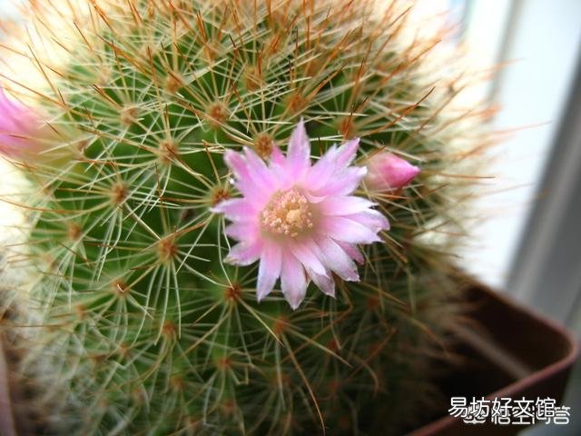 仙人球怎么养?