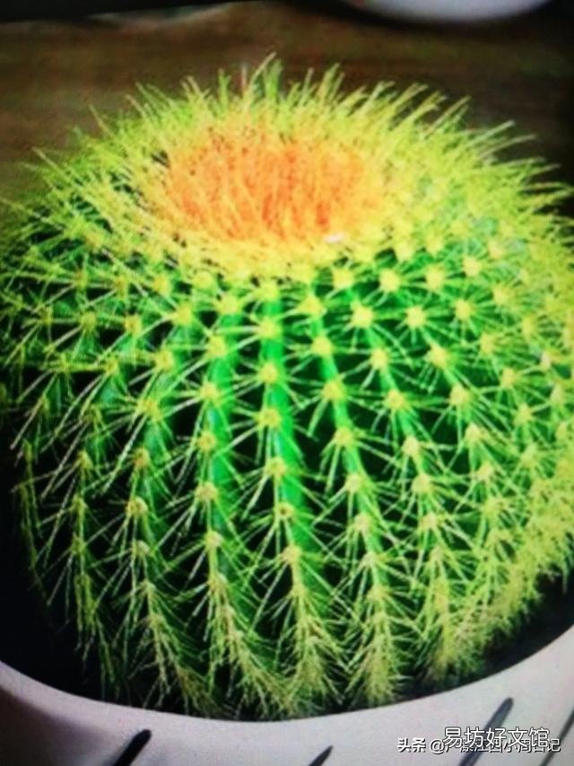 仙人球怎么养?