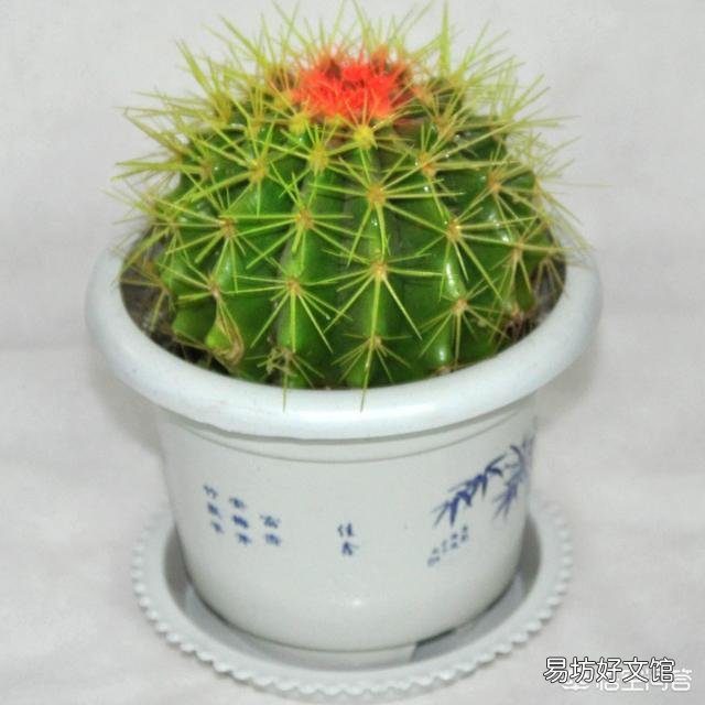 仙人球怎么养?