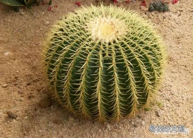 仙人球怎么养?