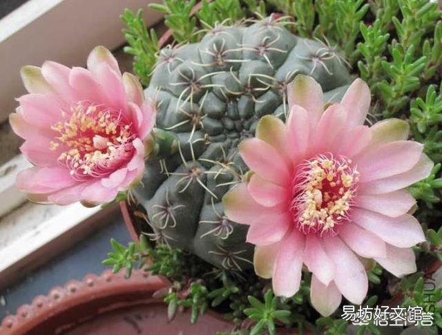 仙人球怎么养?