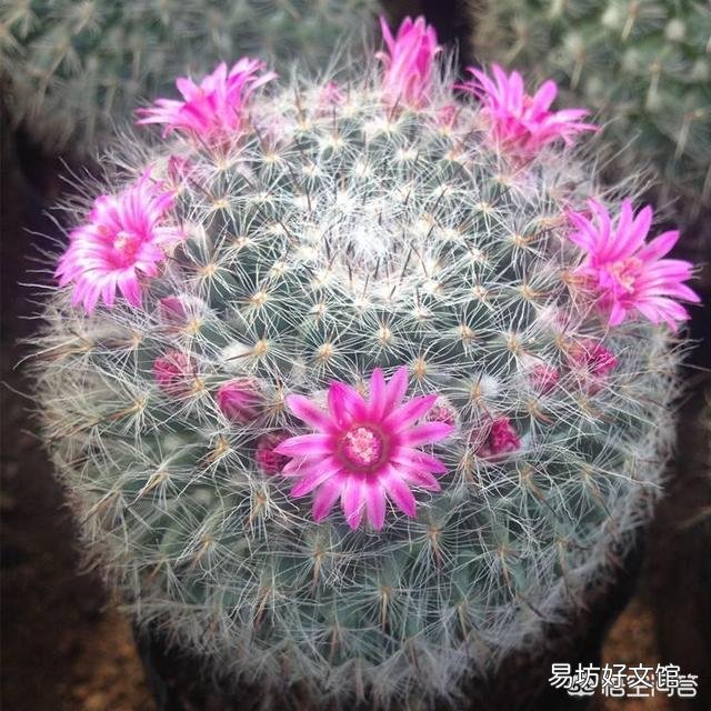 仙人球怎么养?
