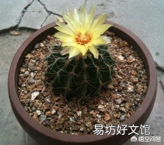 仙人球怎么养?