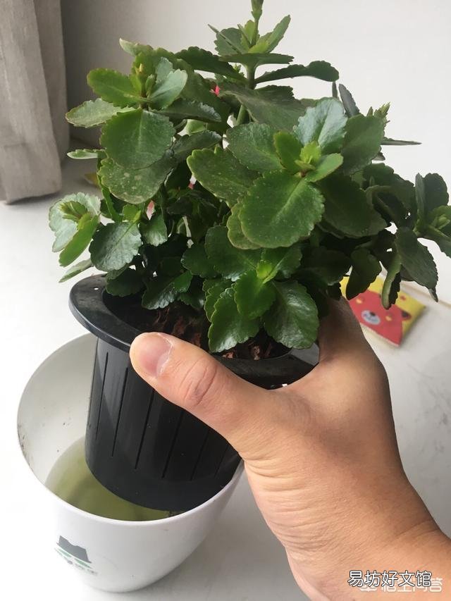 长寿花杆上长细根是怎么回事？