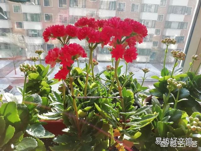 长寿花杆上长细根是怎么回事？