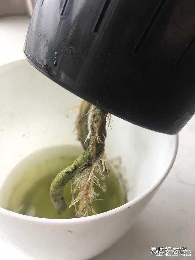 长寿花杆上长细根是怎么回事？