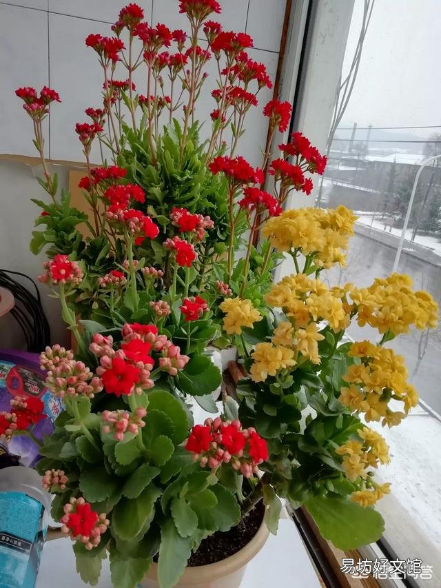 长寿花杆上长细根是怎么回事？