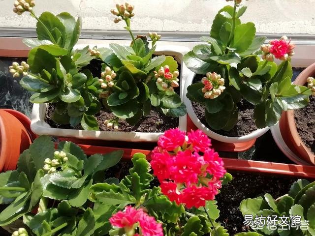 长寿花杆上长细根是怎么回事？