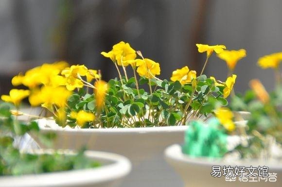 冬天能给花施肥吗?