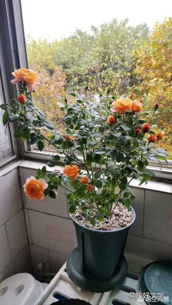 冬天能给花施肥吗?