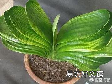 冬天能给花施肥吗?