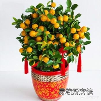 冬天能给花施肥吗?