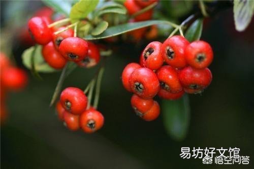 冬天能给花施肥吗?