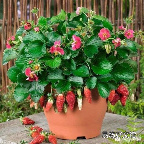 冬天能给花施肥吗?