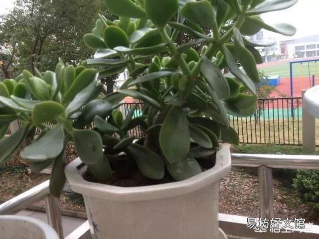 冬天能给花施肥吗?