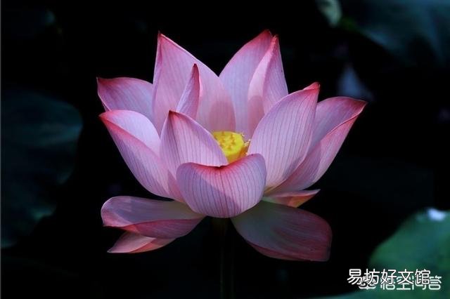冬天能给花施肥吗?