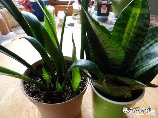 冬天能给花施肥吗?