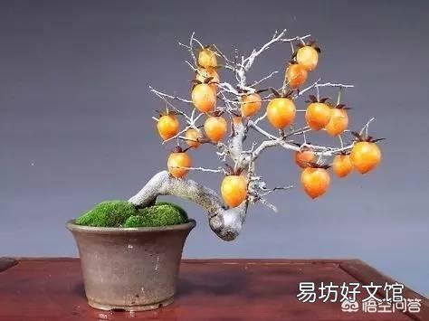 冬天能给花施肥吗?