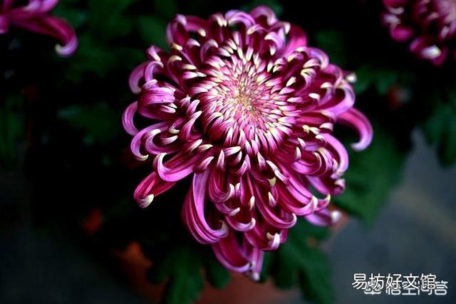 冬天能给花施肥吗?