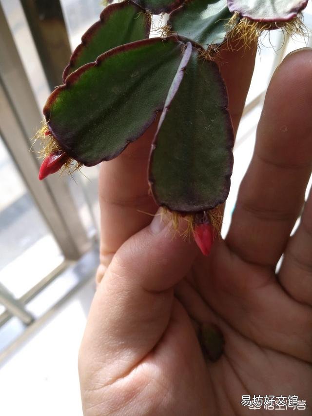 蟹爪兰才开了两朵花且三四天就蔫了是怎么回事?应该怎么办?
