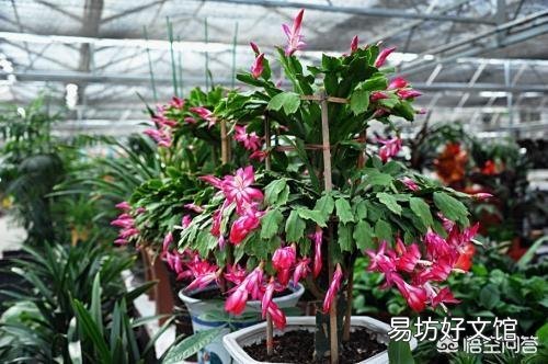 蟹爪兰才开了两朵花且三四天就蔫了是怎么回事?应该怎么办?
