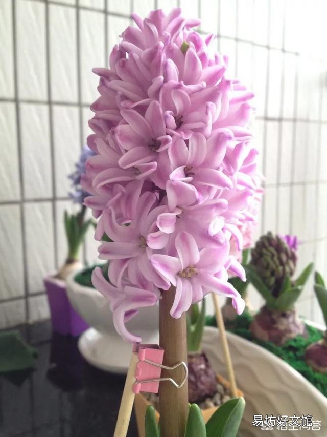 水培风信子如何养殖?
