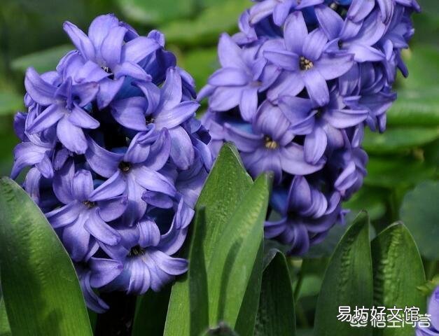 水培风信子如何养殖?