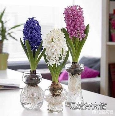 水培风信子如何养殖?