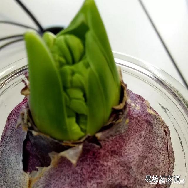 水培风信子如何养殖?