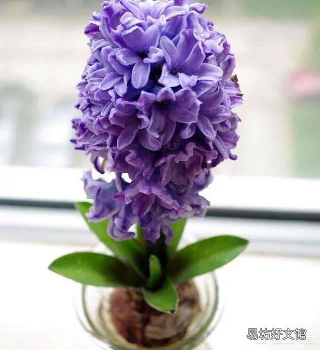 水培风信子如何养殖?