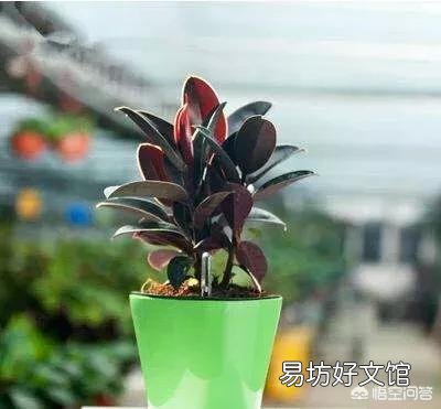 橡皮树底部叶子干了，掉叶子，该怎么办？
