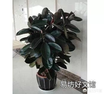 橡皮树底部叶子干了，掉叶子，该怎么办？