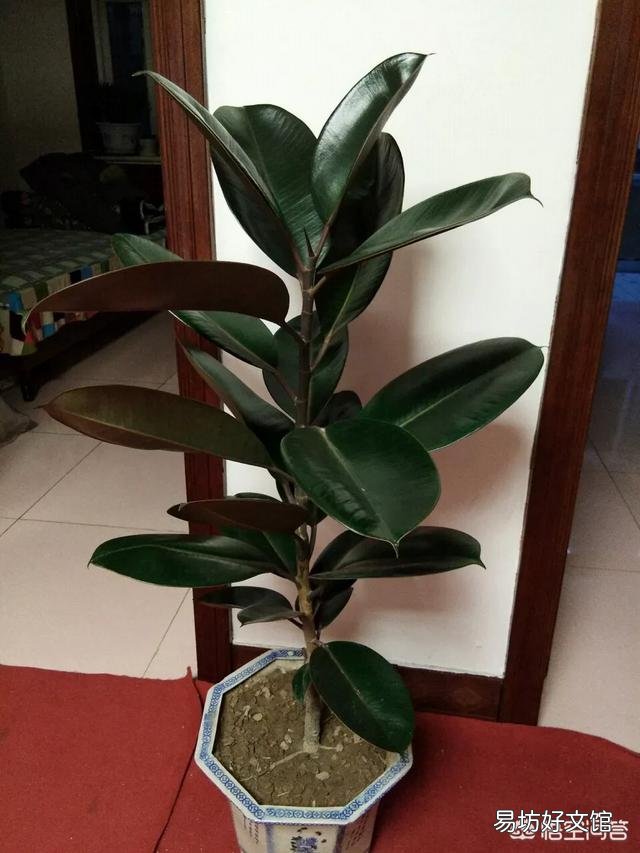 橡皮树底部叶子干了，掉叶子，该怎么办？