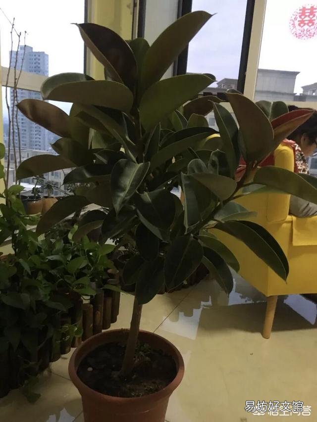 橡皮树底部叶子干了，掉叶子，该怎么办？