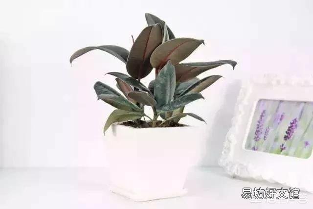 橡皮树底部叶子干了，掉叶子，该怎么办？