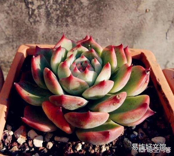 多肉被冻伤了该怎么办?