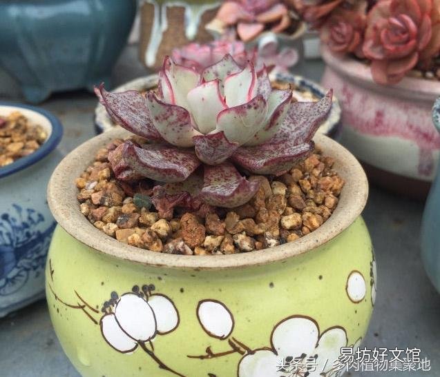 多肉被冻伤了该怎么办?
