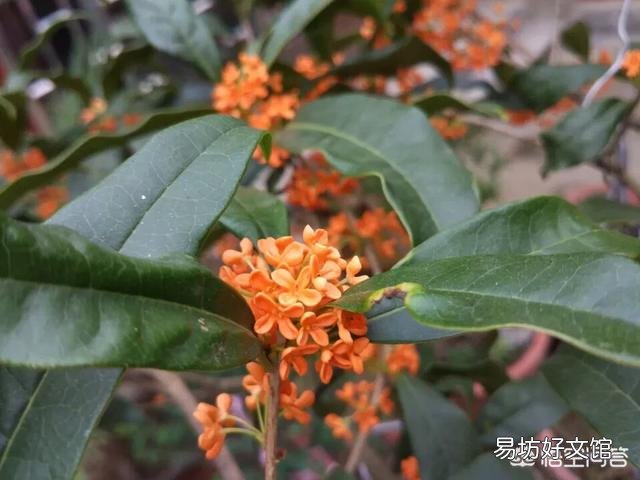 桂花树一到冬天就掉叶子,这是怎么回事?