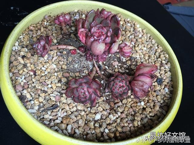 多肉植物的哪些状态说明它在“求救”?