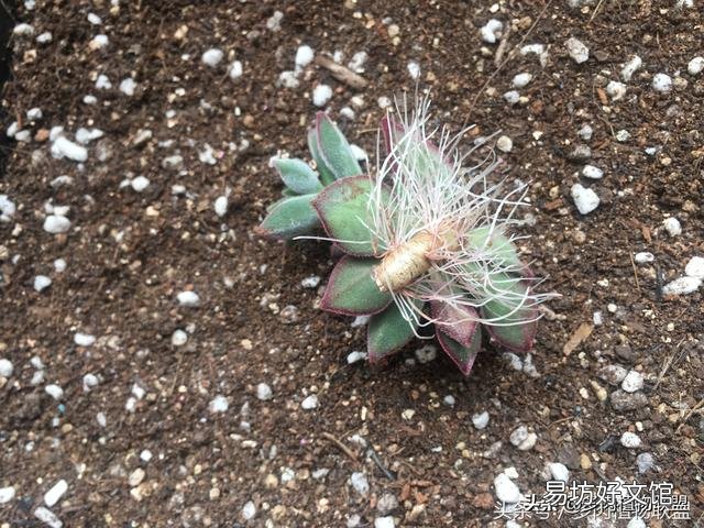 多肉植物的哪些状态说明它在“求救”?