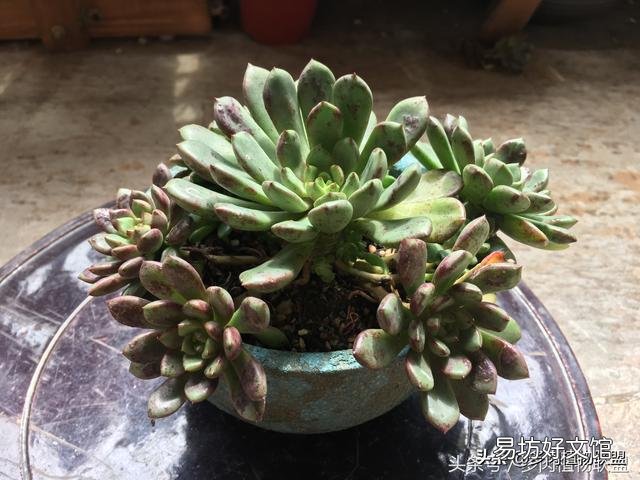 多肉植物的哪些状态说明它在“求救”?