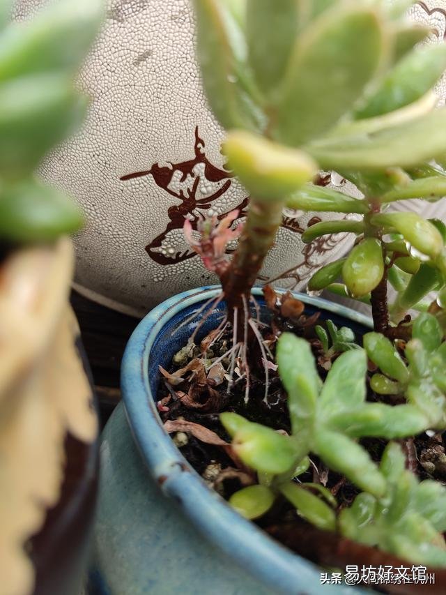 多肉植物的哪些状态说明它在“求救”?
