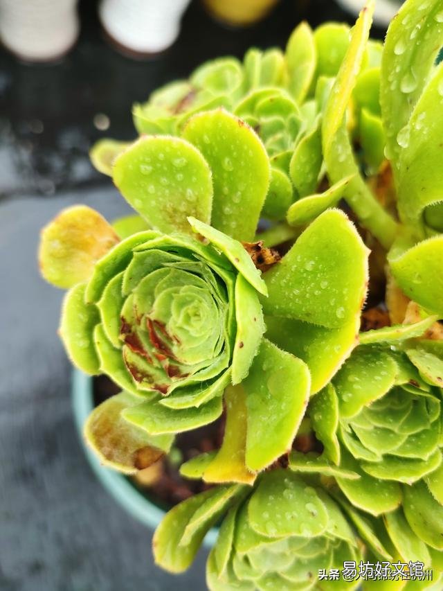 多肉植物的哪些状态说明它在“求救”?