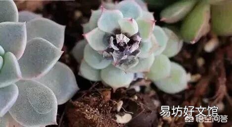 多肉植物的哪些状态说明它在“求救”?